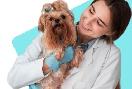 Clínicas Veterinárias