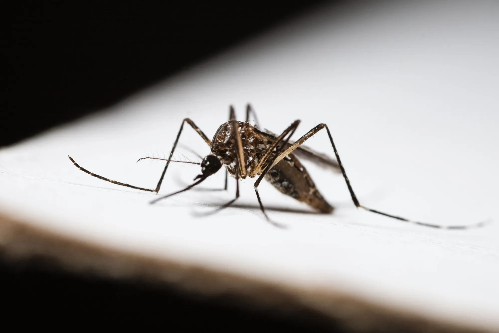 São Luís registra alerta de baixa transmissão de dengue em junho, mas mantém vigilância ativa